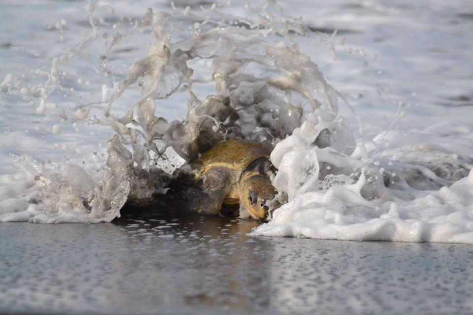 Cabinas Surf Arribadas Ostional Wildlife Refuge Екстериор снимка