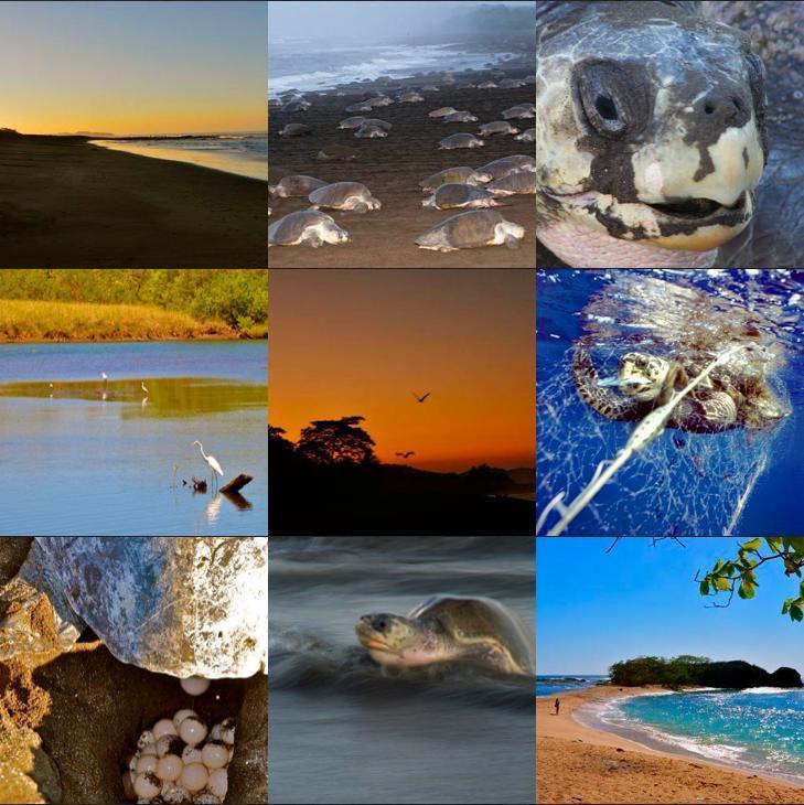 Cabinas Surf Arribadas Ostional Wildlife Refuge Екстериор снимка