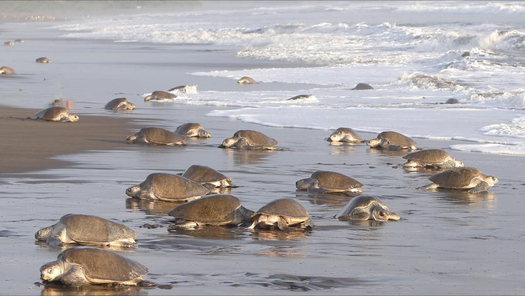 Cabinas Surf Arribadas Ostional Wildlife Refuge Екстериор снимка