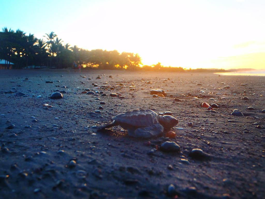 Cabinas Surf Arribadas Ostional Wildlife Refuge Екстериор снимка