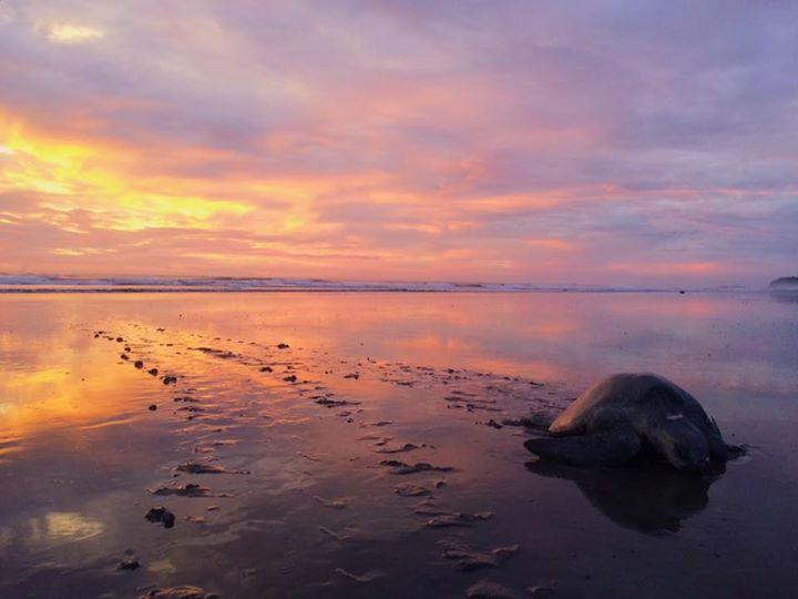 Cabinas Surf Arribadas Ostional Wildlife Refuge Екстериор снимка