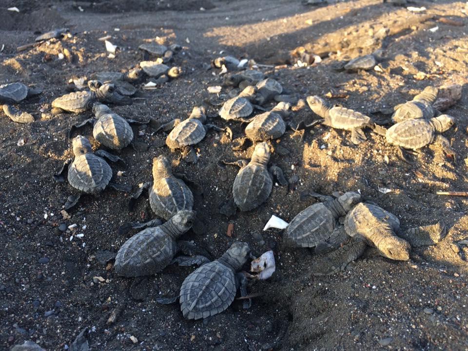 Cabinas Surf Arribadas Ostional Wildlife Refuge Екстериор снимка