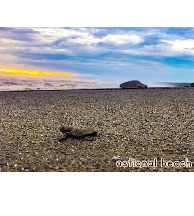 Cabinas Surf Arribadas Ostional Wildlife Refuge Екстериор снимка