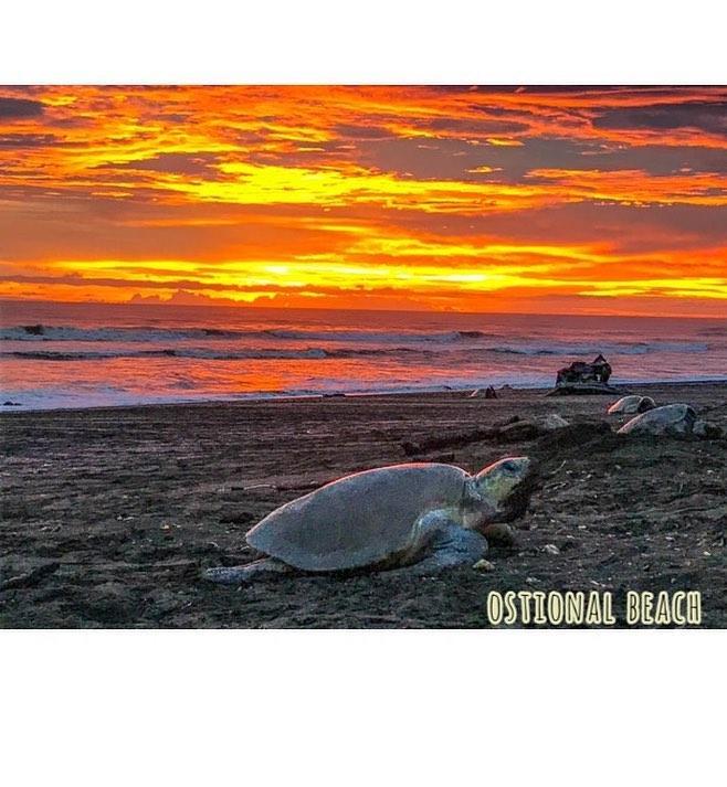 Cabinas Surf Arribadas Ostional Wildlife Refuge Екстериор снимка